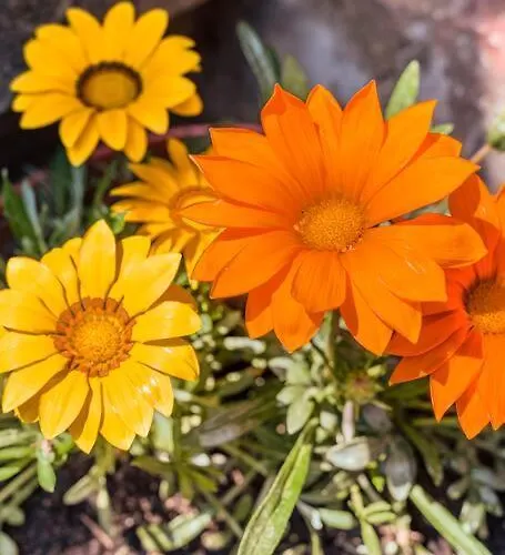 Elegant Apt, Wi-fi And Garden Apartmán