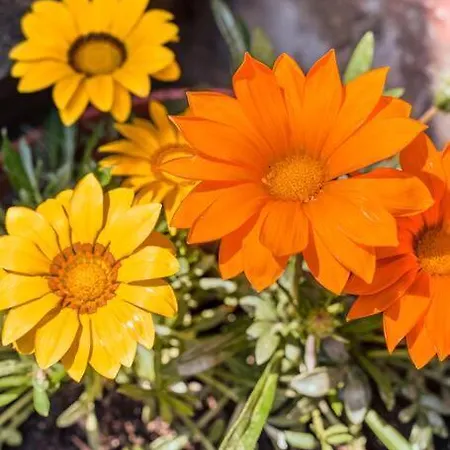 Elegant Apt, Wi-fi And Garden Apartment